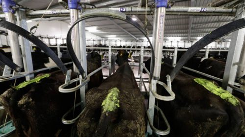 Vegan ακτιβιστές έδωσαν στη δημοσιότητα τα στοιχεία 9.000 κτηνοτρόφων καλώντας σε… παρεμβάσεις