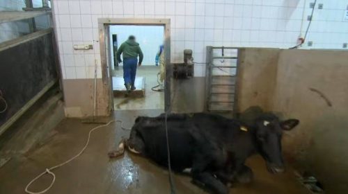 Σκότωναν άρρωστες αγελάδες και πουλούσαν το κρέας τους για ανθρώπινη κατανάλωση