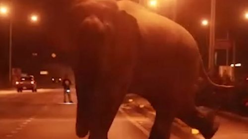 Ελέφαντας βγήκε στην πόλη προκαλώντας πανικό