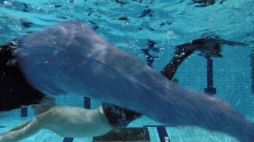 Ιδιαίτερα μαθήματα για… εκκολαπτόμενες γοργόνες