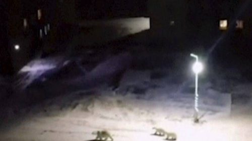 Ήρθη η κατάσταση έκτακτης ανάγκης σε ρωσική περιοχή μετά την εισβολή πολικών αρκούδων