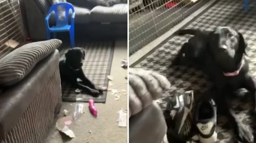 O σκύλος κομμάτιασε το δέμα της γειτόνισσας και αποκάλυψε κάτι απρεπές