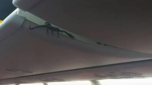 Ζωντανός σκορπιός έκανε βόλτες πάνω από τα κεφάλια των επιβατών σε αεροπλάνο