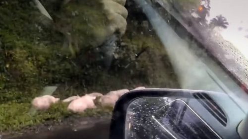 Την ελευθερία γεύτηκαν για λίγο τα γουρούνια μετά την ανατροπή του φορτηγού