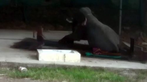 Ελέφαντας κάθεται πάνω στον φροντιστή του και τον συνθλίβει
