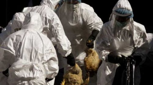 Εστία γρίπης των πτηνών εντόπισαν οι Αρχές της Βουλγαρίας