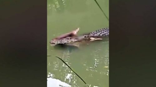 Κροκόδειλος ξεπροβάλει από το νερό και έχει στο στόμα του κάτι πολύ μακάβριο