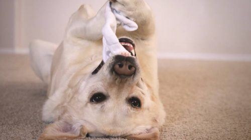 Βρετανία: Γιατί προσέλαβαν πέντε λαμπραντόρ σε πανεπιστήμιο