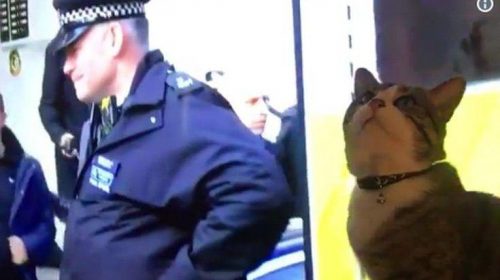 «Ο γάτος του Τζούλιαν Ασάνζ είναι ασφαλής»