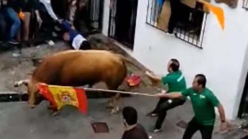 Με αίμα βάφτηκε το «κυνήγι των ταύρων» στην Ισπανία