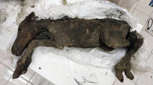 Βρέθηκε άλογο ηλικίας 42.000 ετών που περιείχε υγρό αίμα
