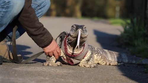 Του απαγόρευσαν να βγάζει βόλτα τη σαύρα του χωρίς… λουρί