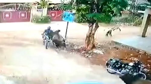 Μαινόμενος ταύρος πέφτει πάνω σε μοτοσικλετιστή και εκείνος την γλιτώνει