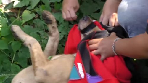 Έδεσαν το στόμα κουταβιού με ταινία και το άφησαν να πεθάνει