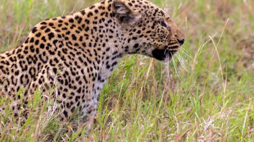 Φρίκη σε εθνικό πάρκο στη Νότια Αφρική, λεοπάρδαλη κατασπάραξε 2χρονο αγοράκι