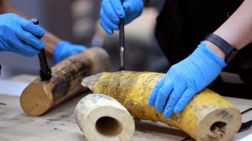 Κατάσχεση ρεκόρ στη Σιγκαπούρη 8,8 τόνων ελεφαντόδοντου