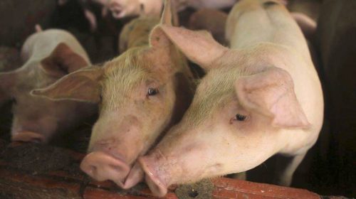 Σε επαγρύπνηση Βουλγαρία και Ρουμανία για την αφρικανική πανώλη των χοίρων