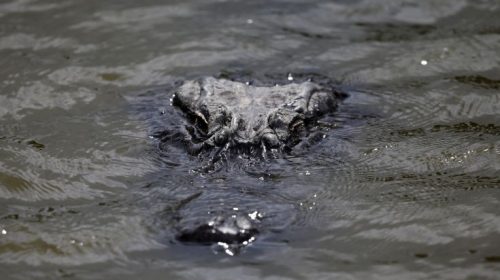 Αλιγάτορας πετάχτηκε από λίμνη και άρπαξε σκύλο