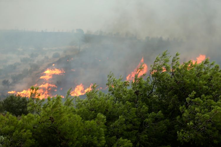 Φωτιά στη Βοιωτία: Προς τον Κορινθιακό «τρέχουν» οι φλόγες Φωτιά στη Βοιωτία: Προς τον Κορινθιακό «τρέχουν» οι φλόγες