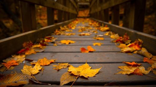 Ένας 26χρονος προσπάθησε να κάνει σεξ με ένα σωρό από φύλλα