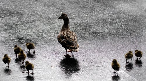 Δικαστήριο απεφάνθη ότι… οι πάπιες μπορούν να συνεχίζουν να κρώζουν απρόσκοπτα