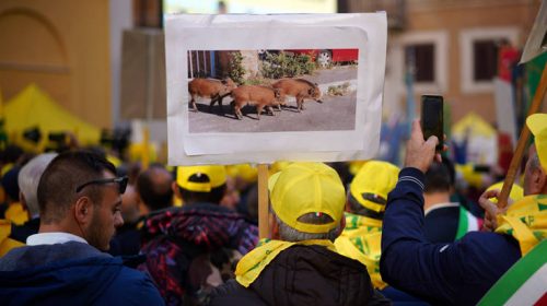 Ιταλία: Οι αγρότες διαμαρτύρονται για τα αγριογούρουνα