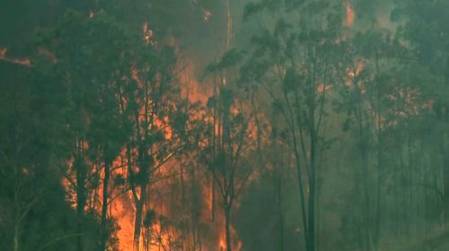 Αυστραλία: Έρανος για τη διάσωση των κοάλα από τις πυρκαγιές συγκέντρωσε πάνω από 600.000 ευρώ