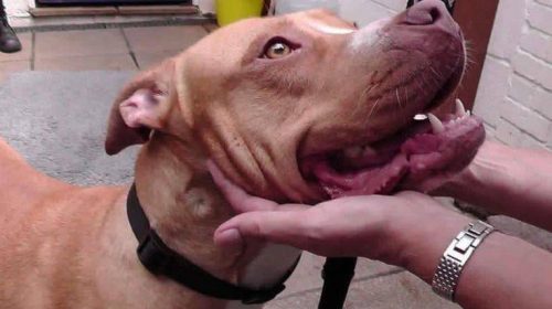 Γλίτωσε την ευθανασία το πίτμπουλ που είχε βιαστεί και περιφερόταν αδέσποτο στο Λονδίνο