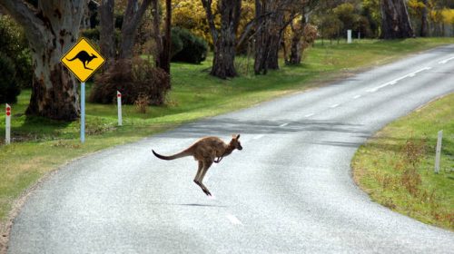 Γλίτωσε τη φυλακή ο οδηγός που σκότωσε 20 καγκουρό με το αυτοκίνητό του