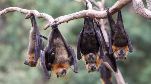 Φωτιές στην Αυστραλία: Λιμοκτονούν χιλιάδες μικρές νυχτερίδες, εγκαταλείφθηκαν από τις μητέρες τους