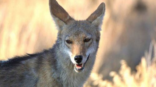 Κογιότ επιτέθηκε και τραυμάτισε ένα 5χρονο αγόρι στο Σικάγο