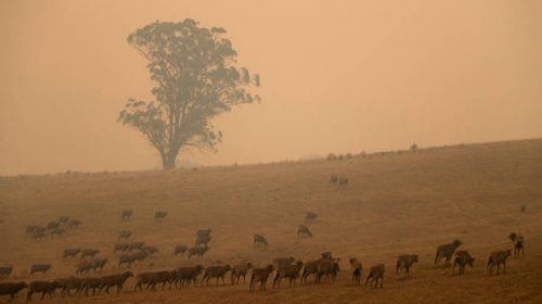 Μαζικές ακυρώσεις ταξιδιών στην Αυστραλία λόγω των πυρκαγιών, πλήγμα στον τουρισμό