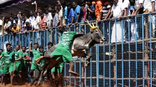 Ινδία: Ένας νεκρός και δεκάδες τραυματίες κατά τη διάρκεια του παραδοσιακού ροντέο