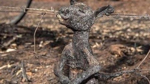 Η Αυστραλία δεν σταματά να καίγεται: Οι αρχές έχουν σηκώσει τα χέρια ψηλά