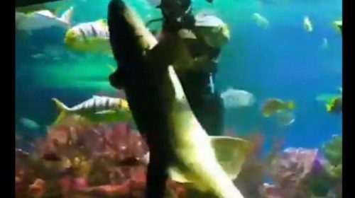Δύτης χορεύει με… καρχαρία σε ενυδρείο μπροστά στα μάτια σοκαρισμένων θεατών