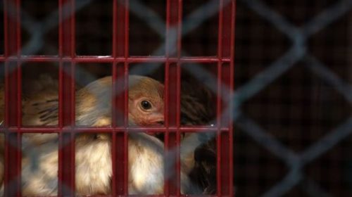 Πολωνία: Κρούσματα γρίπης των πτηνών σε γαλοπούλες