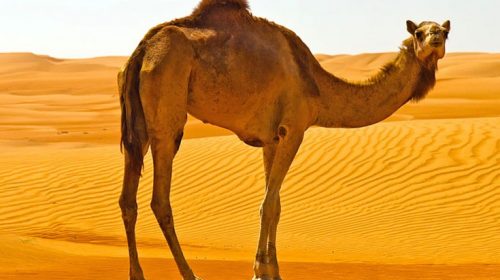 Αυστραλία: Θα σκοτώσουν πάνω από 10.000 καμήλες γιατί πίνουν πολύ νερό