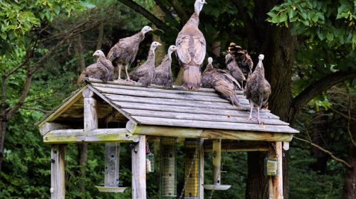 Ουγγαρία: Προς θανάτωση 50.000 γαλοπούλες εξαιτίας του ιού της γρίπης των πτηνών