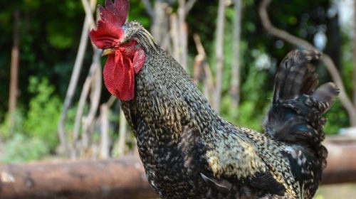 Κόκορας προσπάθησε να το σκάσει από κοκορομαχία και σκότωσε θεατή