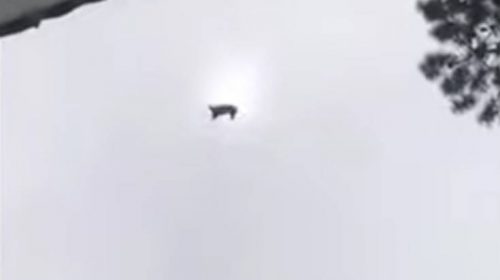 Έριξαν από ελικόπτερο γουρούνι στην πισίνα εκατομμυριούχου