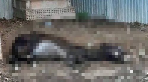 Κύπρος: Αγέλη σκύλων κατασπάραξε γαϊδουράκια στο Μαρώνι