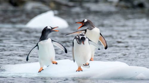 Οι επιστήμονες προειδοποιούν: Δραματική η μείωση των πιγκουίνων «Πυγοσκελίς» της Ανταρκτικής