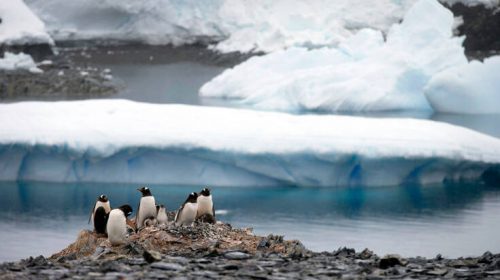Συναυλία για πιγκουίνους και φώκιες στην Ανταρκτική από δύο Βούλγαρους μουσικούς