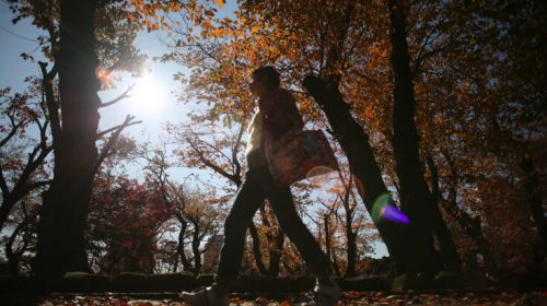 Ένα… ερωτευμένο δέντρο, ηλικίας 242 ετών, σε ευρωπαϊκό διαγωνισμό