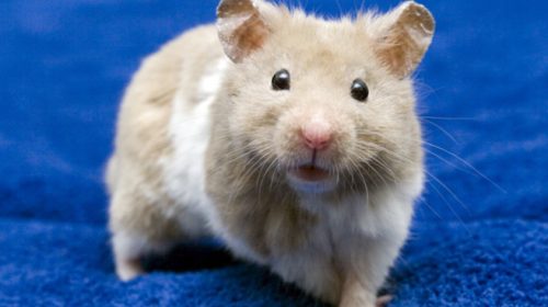 Άφηνε ελεύθερα ποντίκια και χάμστερ σε ξενοδοχεία για να μένει τσάμπα