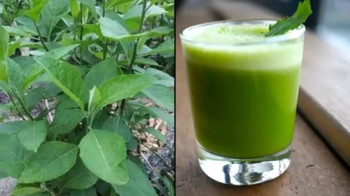 Πόνοι Περιόδου, Νεφρική Βλάβη, Ελονοσία: Πώς ένα Αφρικανικό Φύλλο Μπορεί να Βοηθήσει (και πότε ΧΡΕΙΑΖΕΣΤΕ γιατρό)