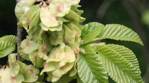 Φτελιά: Το «βάλσαμο» της φύσης για το έντερο και το λαιμό